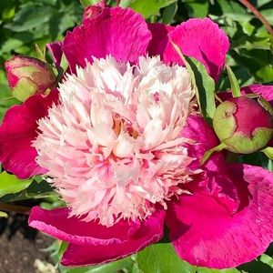 Meet your Posher, Mary